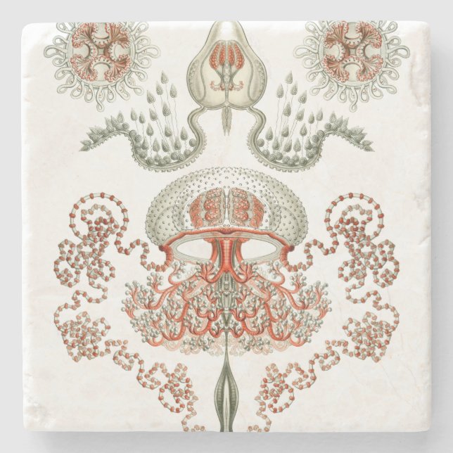 Vatten- manet för liv~-Haeckel ~ Underlägg Sten (Framsidan)