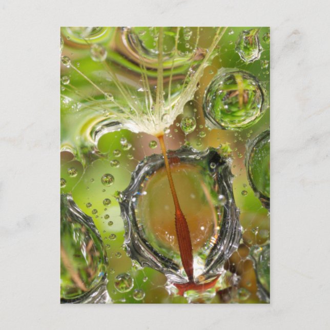 Vatten på dandelionfrö, CA Vykort (Framsida)