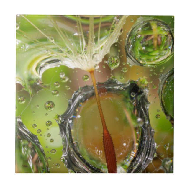 Vatten på dandelionfrön, CA Kakelplatta (Framsidan)