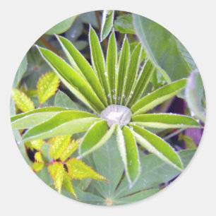 Vatten påfyllde Lupine Lövs Sticker Runt Klistermärke