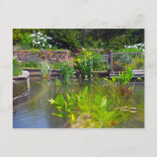 Vatten Plants in Pond Powell Gardens, Kansas City Vykort