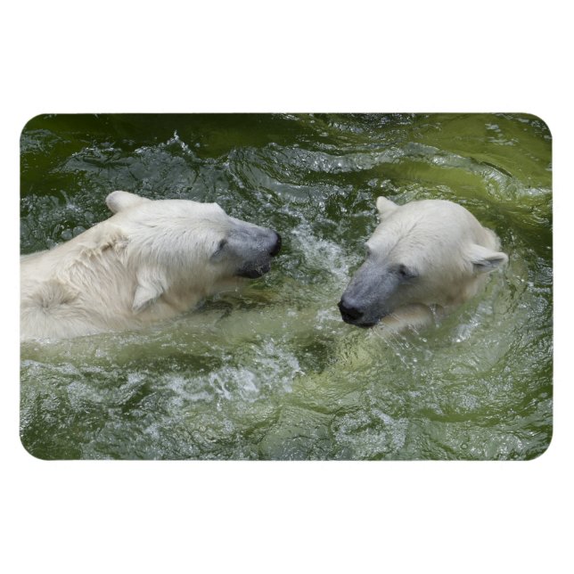 Vatten Roligt Polar Bears Magnet (Horisontell)