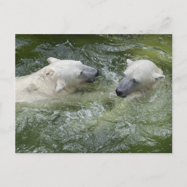 Vatten Roligt Polar Bears Vykort (Framsida)