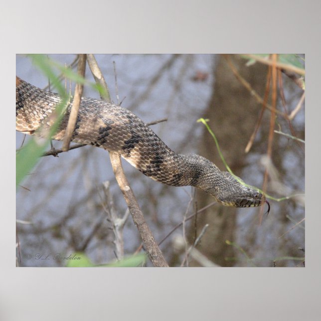 Vatten Snake Poster (Framsidan)