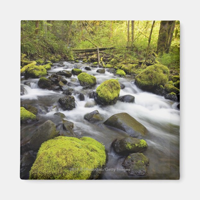 Vatten som flödar av Moss täckte Sten i en ström Magnet (Framsidan)