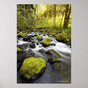 Vatten som flödar förbi Moss täckte stenar i en Poster