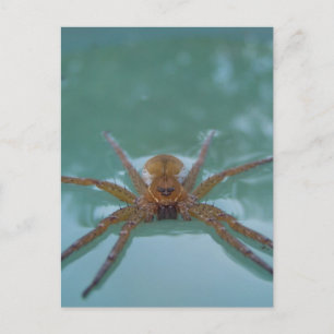 Vatten Spider Vykort
