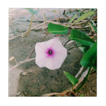 Vatten spinach blomma i dammen