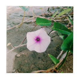 Vatten spinach blomma i dammen kakelplatta