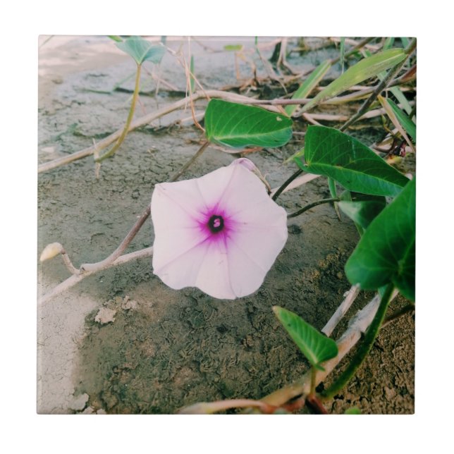 Vatten spinach blomma i dammen kakelplatta (Framsidan)