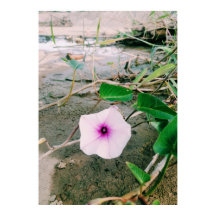 Vatten spinach blomma i dammen