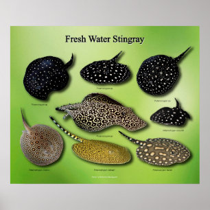 Vatten Stingray の ポ ス タ ー Poster