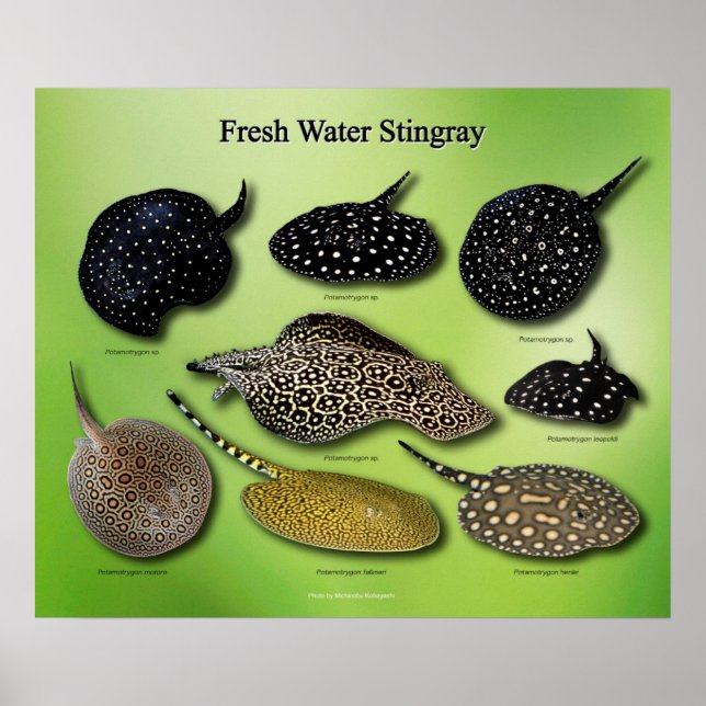 Vatten Stingray の ポ ス タ ー Poster (Framsidan)