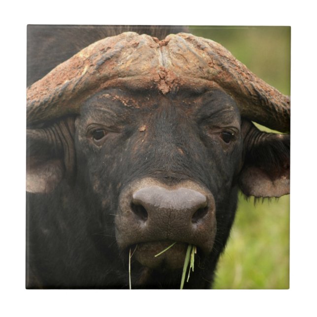 Vattenbuffeln belägger med tegel kakelplatta (Framsidan)