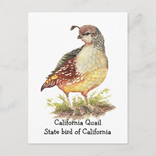 Vattencolor California Quail State-fågel Vykort
