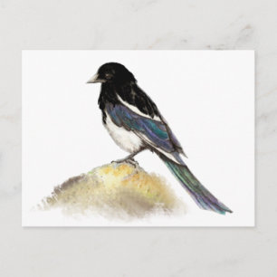 Vattencolor Magpie Garden Bird Nature Vykort