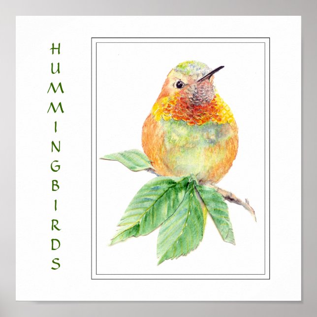 Vattencolor Rufous Hummingbird - Bird Collection Poster (Framsidan)