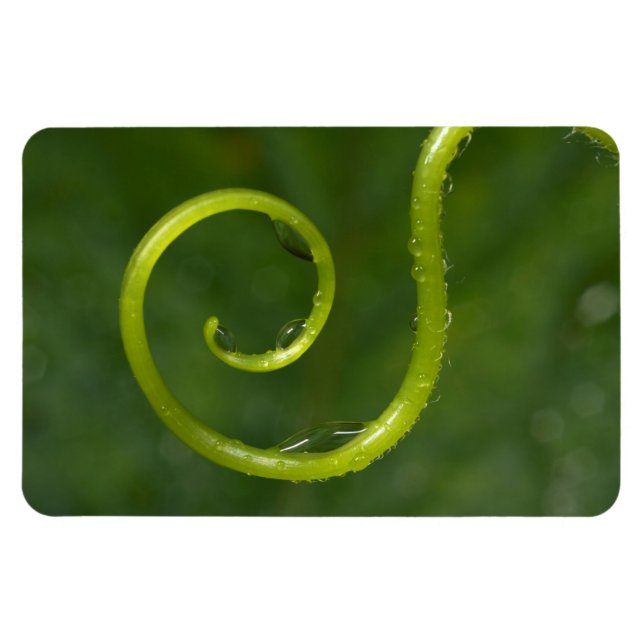 Vattendroppar På En Vinranka Magnet (Horisontell)