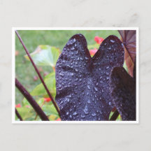 Vattendroppar på mörkt blad Botanisk vykort