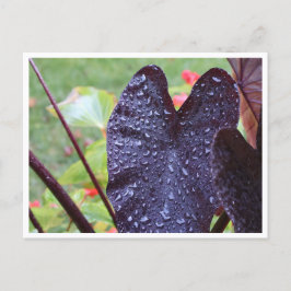 Vattendroppar på mörkt blad Botanisk vykort