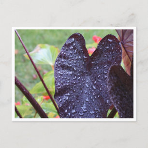 Vattendroppar på mörkt blad Botanisk vykort