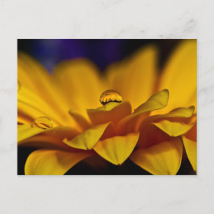 Vattendroppe med reflektion av Gerbera Tusenskönor Vykort