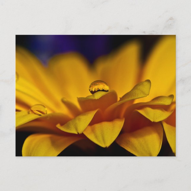 Vattendroppe med reflektion av Gerbera Tusenskönor Vykort (Framsida)