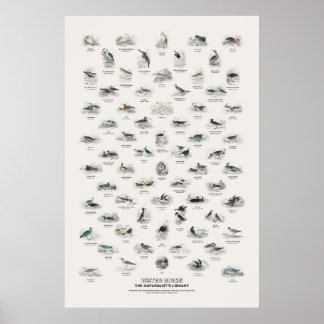 Vattenfåglar - Naturalistens bibliotek Poster