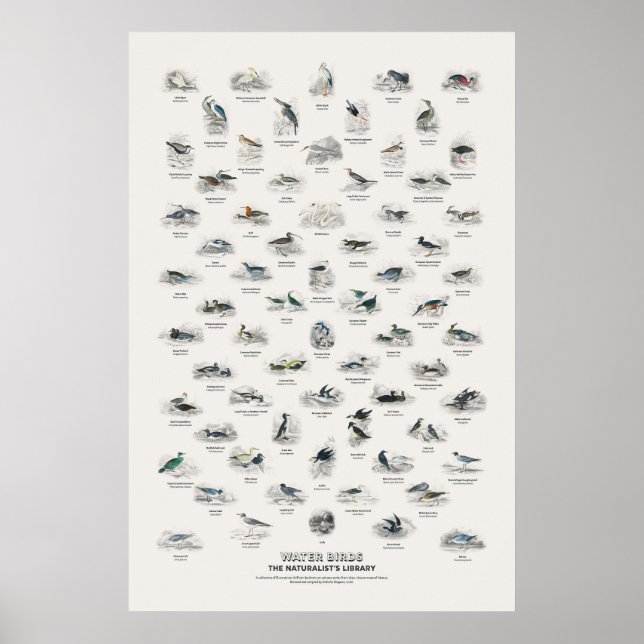 Vattenfåglar - Naturalistens bibliotek Poster (Framsidan)