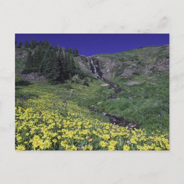 Vattenfall och vilda blommor i alpin äng, 3 vykort (Framsida)