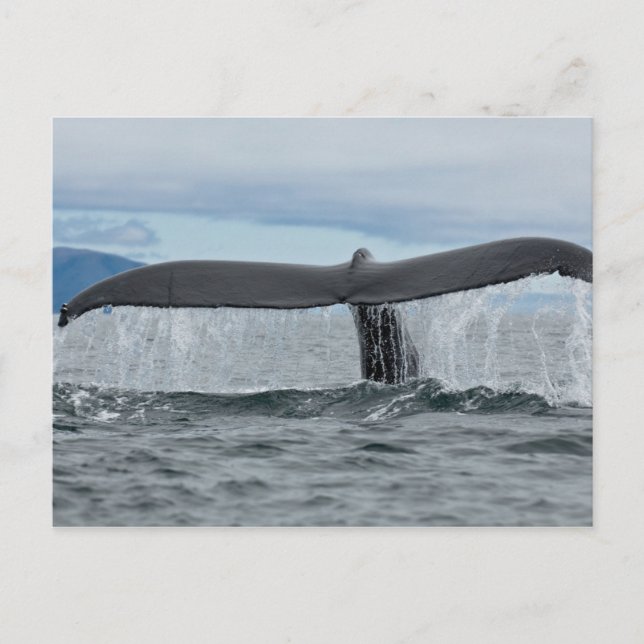 Vattenfall Vykort (Framsida)