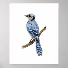 Vattenfärg Blåskrika Fågelmålning Poster