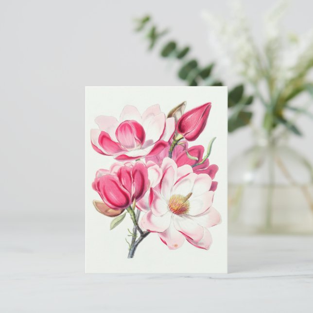 Vattenfärg Botaniskt Rosa Magnolia Flowers Vykort (Stående Fram)