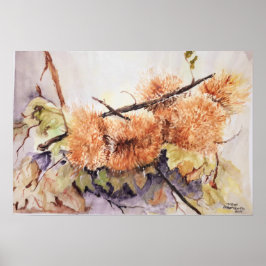 Vattenfärg Chesnut hedgehog Poster