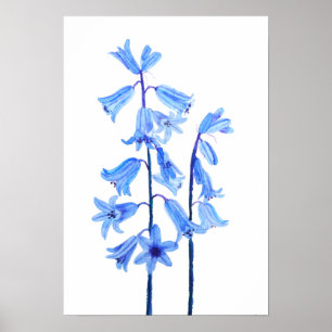 Vattenfärg för botaniska blåringblommor poster