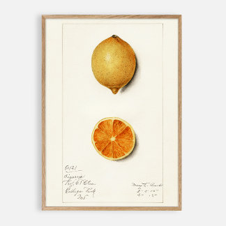 Vattenfärg för citrusfrukter, vintage poster