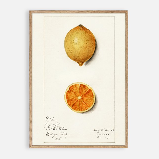Vattenfärg för citrusfrukter, vintage poster (Skapare uppladdad)