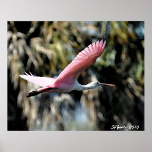 Vattenfärg för Roseate Spoonbill Poster