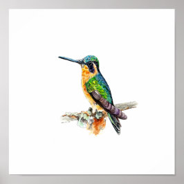 Vattenfärg Grön Kolibri-målning Poster