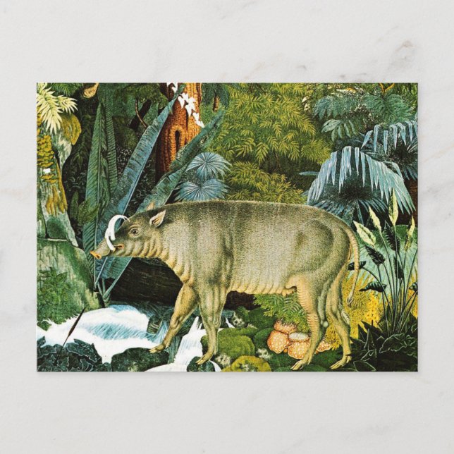 Vattenfärg i Babirusa Vilden Gris Vykort (Framsida)