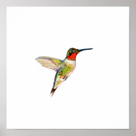 Vattenfärg kolibri med rubin strupe-målning poster