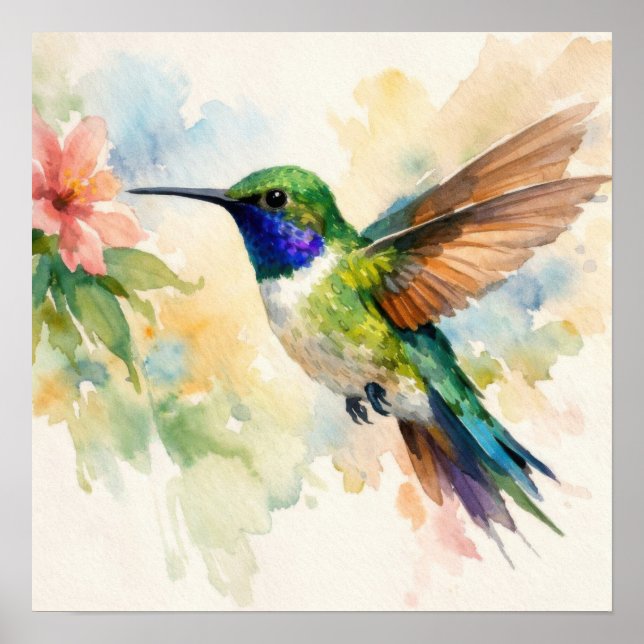 Vattenfärg Kolibri Poster (Framsidan)