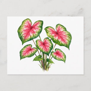 Vattenfärg Levande rosa Caladium-växt Vykort