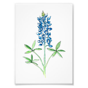 Vattenfärg och Pen Bluebonnet Fototryck