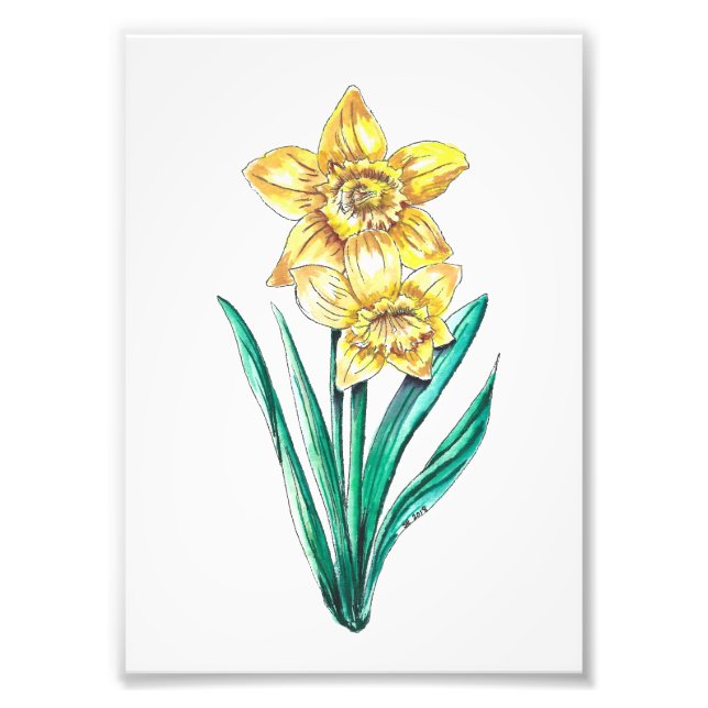 Vattenfärg och Pen Daffodils Fototryck (Framsidan)