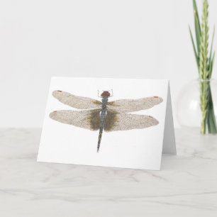 Vattenfärg på en svart manlig sadelsäck Dragonfly Kort