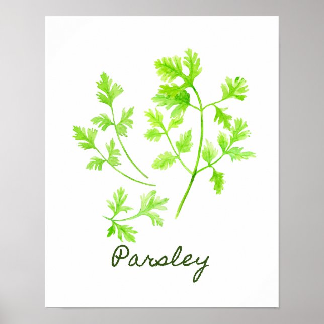 Vattenfärg Parsley Illustration Poster (Framsidan)