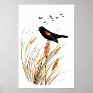Vattenfärg Red-Winged Blackbird - fågelinsamling Poster