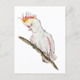 Vattenfärg teckning i en cockatoo-papegoja vykort