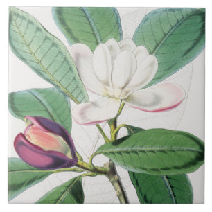 Vattenfärgad botaniskt vit Magnolia & Grönt Löv Kakelplatta